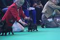 Crufts_dachshunds 175